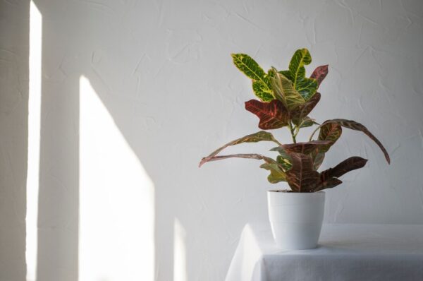 Why More People Are Replacing Plastic Planters with Ceramic Ones